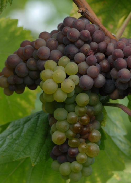 Mutation von Grauburgunder zu Weisburgunder ANT 0923
